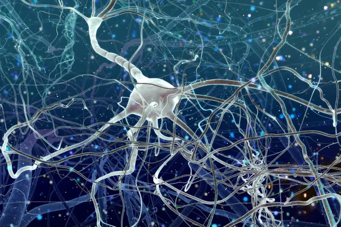 Brain Cell Connectivity
