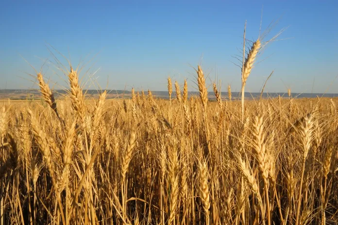 glutenin in wheat