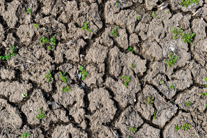 Can Plants Stop Soil Erosion?