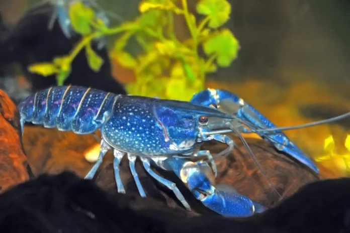 Blue Lobster Found